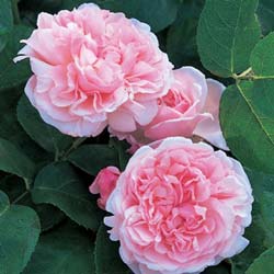 Rose 'St. Swithun'